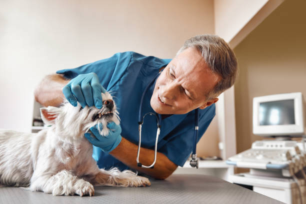 Best Emergency Dental Care for Broken or Chipped Teeth in Westphalia, MD
